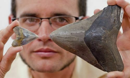 University of Florida vertebrate paleontology graduate student Dana Ehret holds a juvenile and adult Megalodon tooth up for comparison.